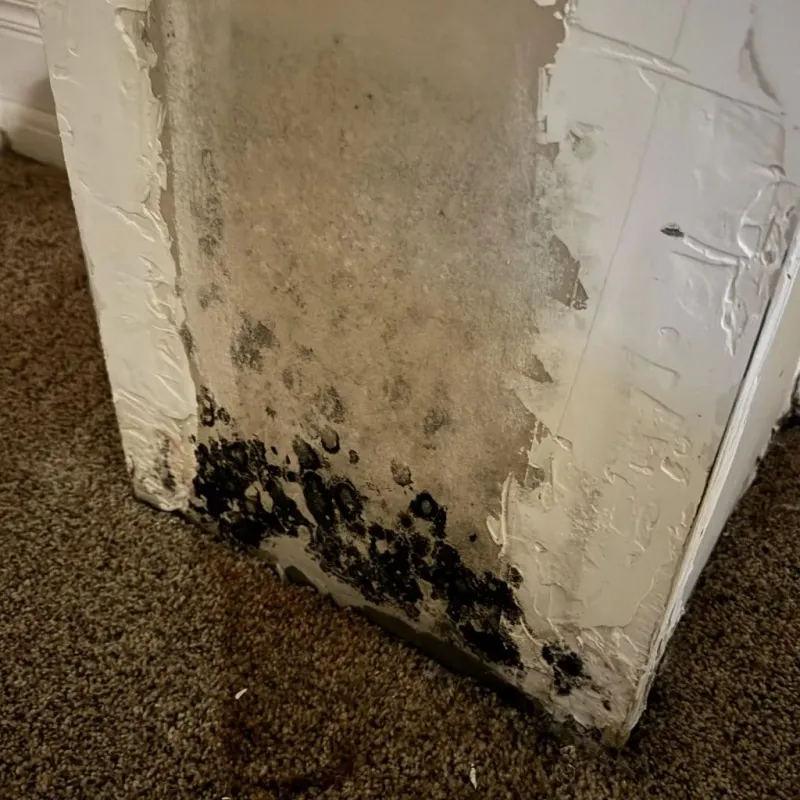 Professional Mold Removal in Harrisonburg, VA